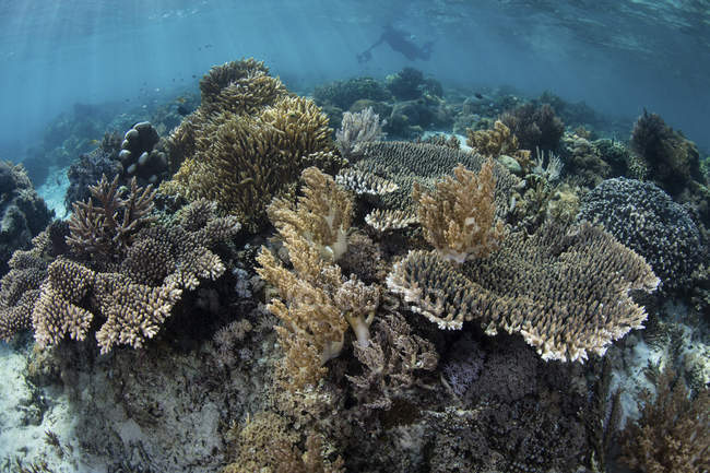 Plongée au-dessus du récif corallien — Photo de stock
