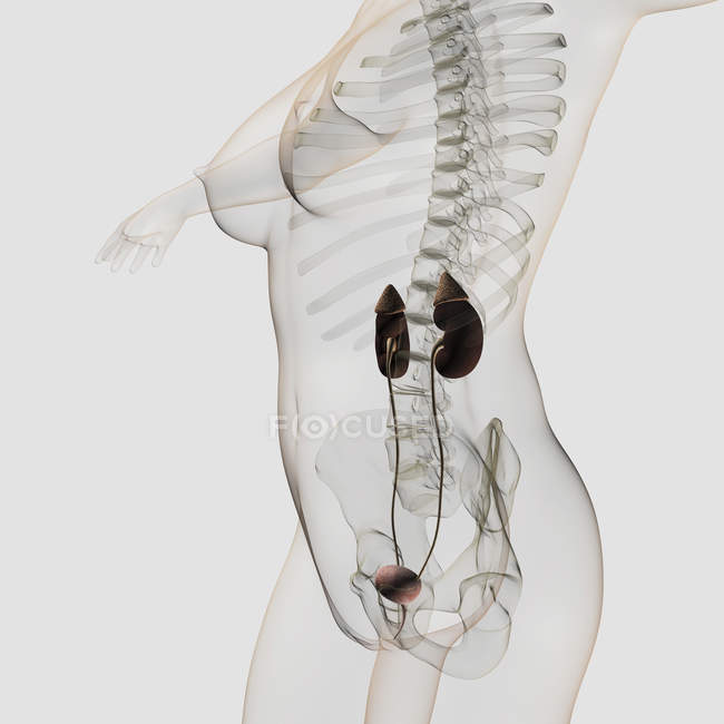 Three dimensional view of female urinary system — Stock Photo