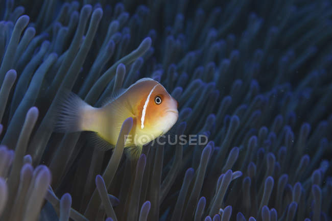 Pesce anemone rosa nei tantacoli di anemone — Foto stock