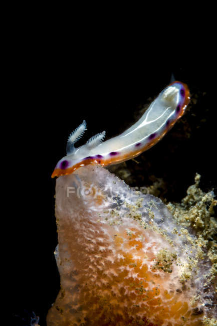 Goniobranchus setoensis nudibranch — Stock Photo