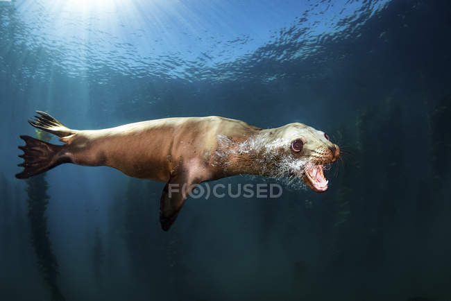 León marino soplando burbujas - foto de stock