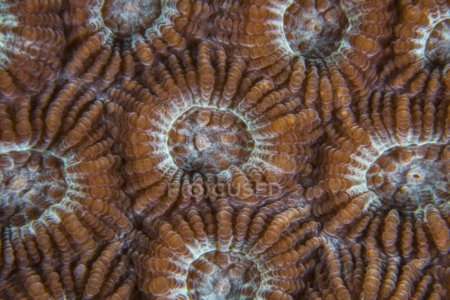 Крупный план коралловых полипов — стоковое фото