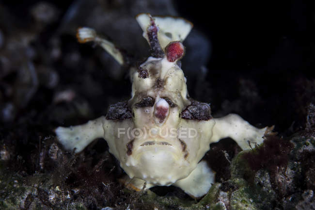 Pesce rana verruca sulla barriera corallina — Foto stock