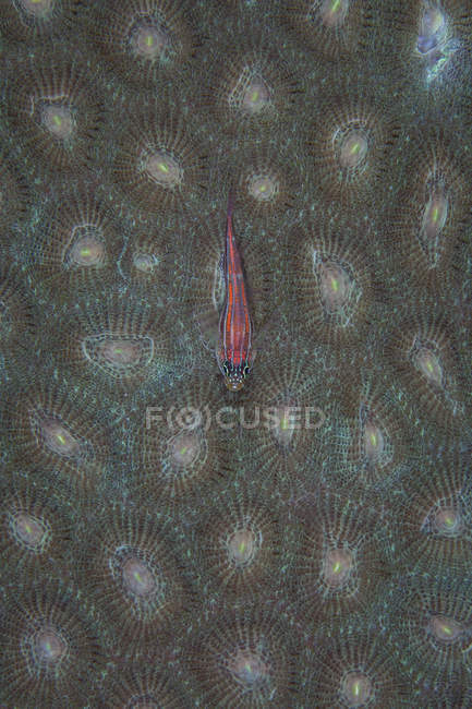 Gobie fantôme sur les polypes de la colonie de corail — Photo de stock