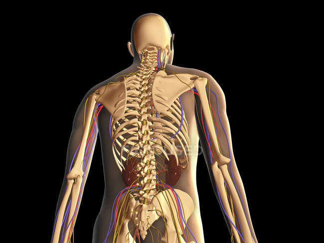 Vista trasera transparente del cuerpo humano mostrando esqueleto, riñones y sistema nervioso - foto de stock