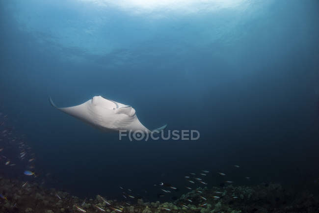 Giant manta ray hovering over coral reef — Stock Photo