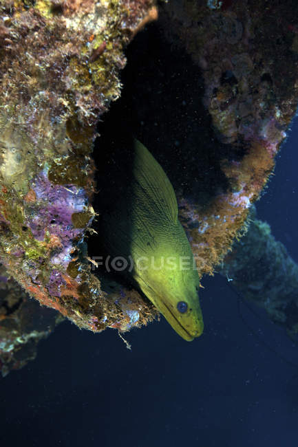 Green moray eel in shipwreck — Stock Photo
