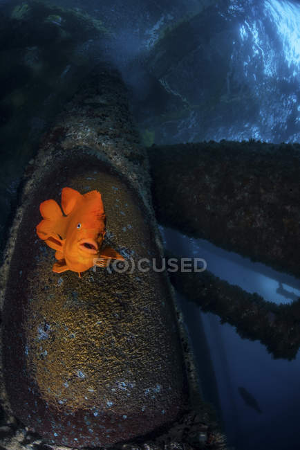 Garibaldi nido di guardia su piattaforma petrolifera — Foto stock