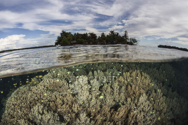Corales blandos que prosperan en los arrecifes - foto de stock