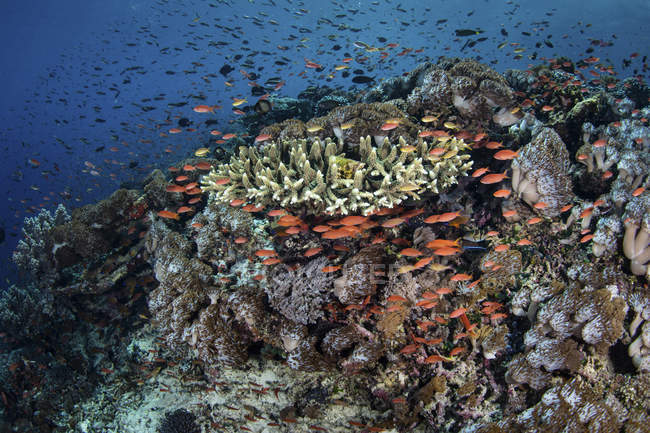 Poisson coloré nageant au-dessus des coraux — Photo de stock