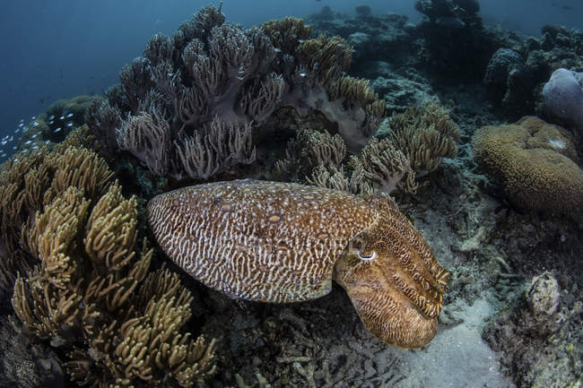 Broadclub-Tintenfische auf vielfältigem Riff — Stockfoto