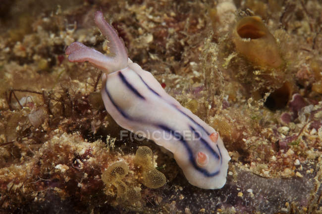 Nudibranche se nourrissant sur le récif — Photo de stock