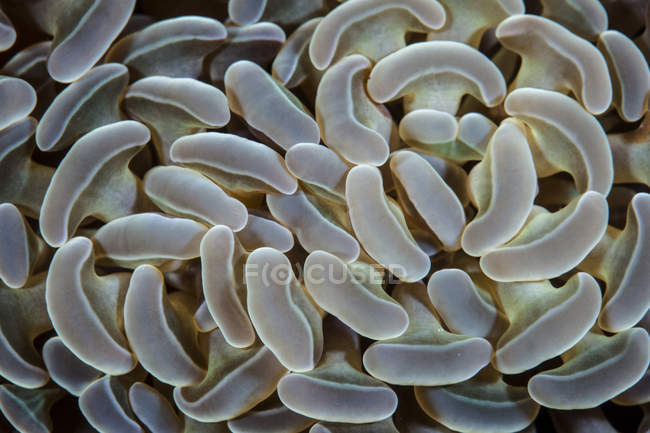 Ancoraggio corallo primo piano colpo — Foto stock