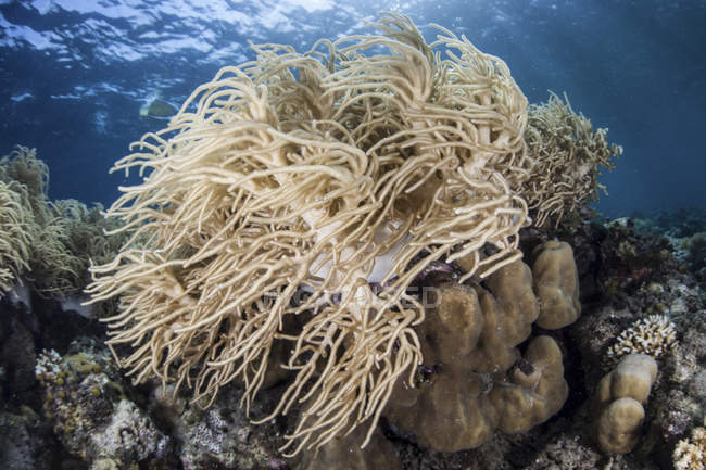 Мягкие коралловые колонии процветающие на мелководье — стоковое фото