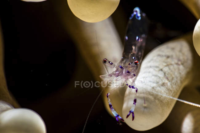Camarão em tentáculos de anêmona — Fotografia de Stock