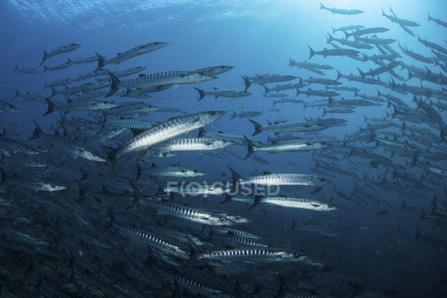 Barracudas swimming in Solomon Islands — Stock Photo