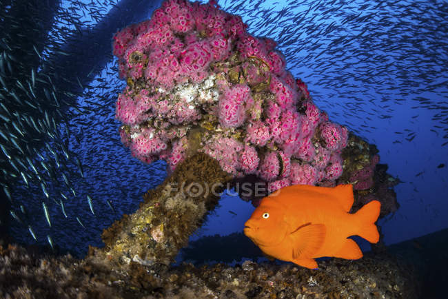 Anêmonas cercadas por Garibaldi e baitfish — Fotografia de Stock