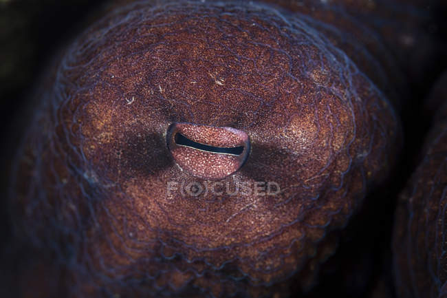 Olho de polvo close-up tiro — Fotografia de Stock