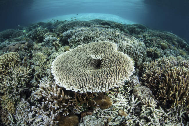 Corals growing on shallow reef — Stock Photo