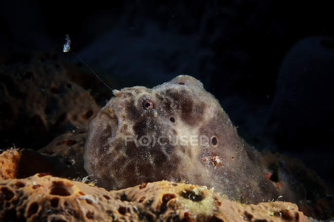 Longlure frogfish closeup shot — Stock Photo