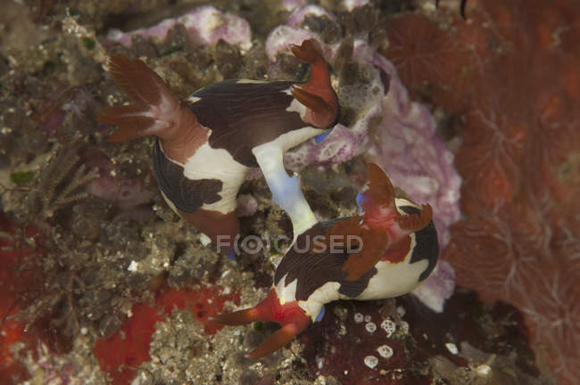 Nembrotha chamberlaini nudibranchs acasalamento — Fotografia de Stock