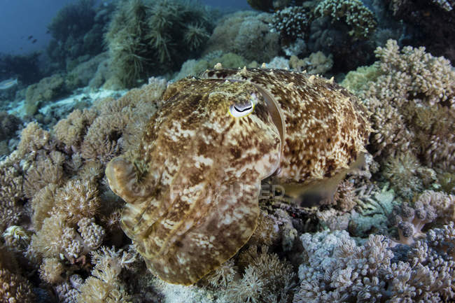 Sepia broadclub flotando por encima del arrecife de coral - foto de stock