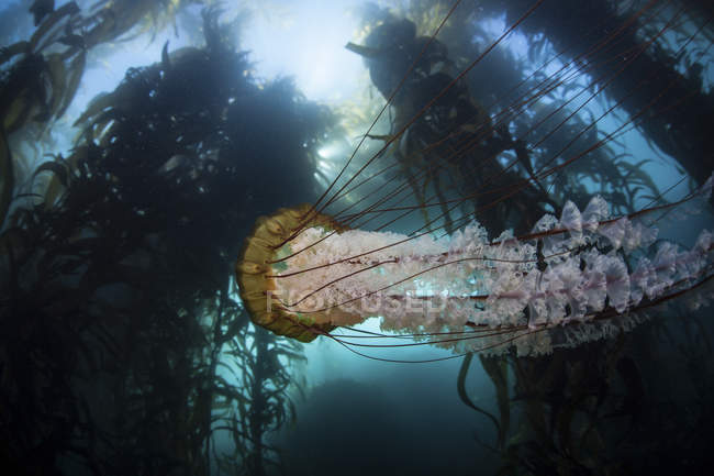 Medusas de melena de león nadando en algas - foto de stock