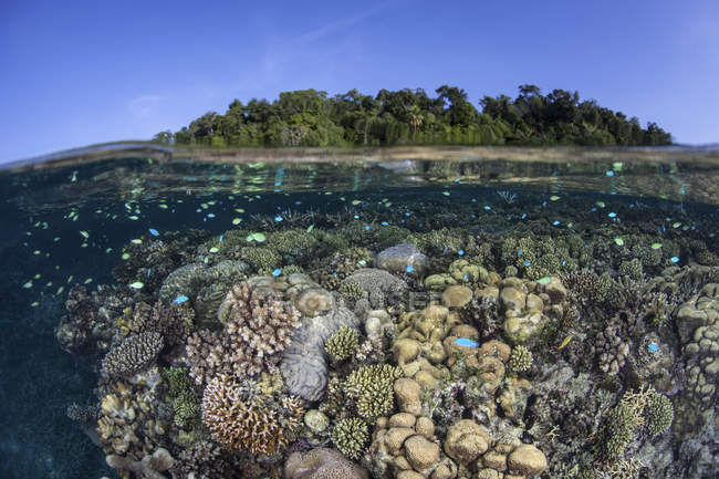 Récif corallien poussant en eau peu profonde — Photo de stock