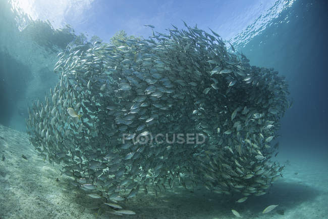School of scads swarming above seabed — Stock Photo