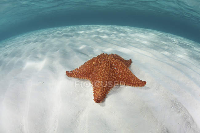 Западно-индийская морская звезда на песчаном дне — стоковое фото