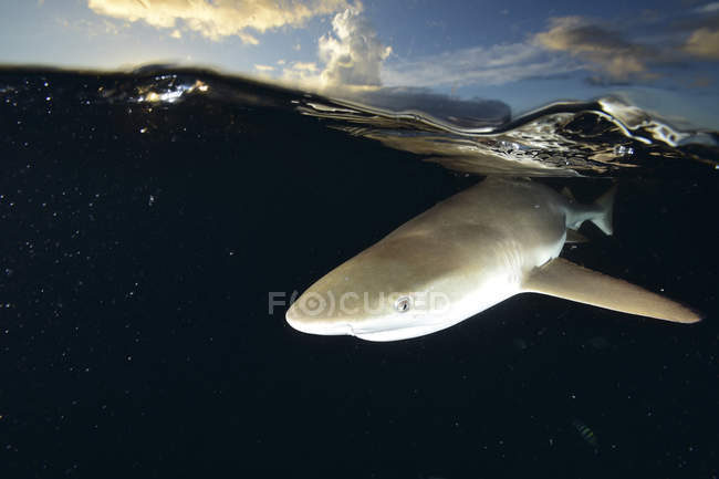 Tubarão-de-bico-preto debaixo de água — Fotografia de Stock