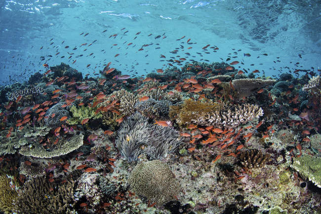 Coloridos peces nadando por encima de los corales - foto de stock