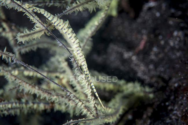 Camarones Tozeuma en rama de coral - foto de stock