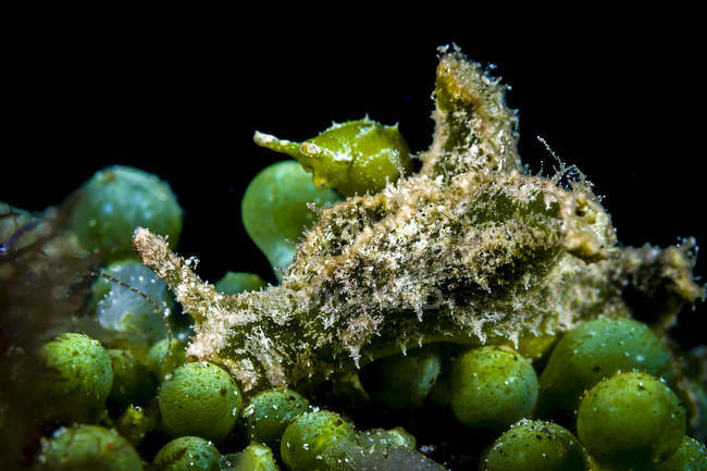 Juvenile Oxynoe sapsucking slug — Stock Photo