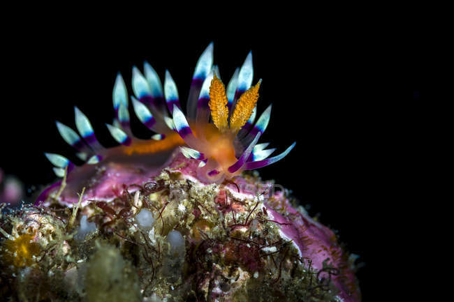Desirable flabellina nudibranch — Stock Photo