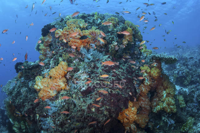 Récif corallien dans le parc national de Komodo — Photo de stock