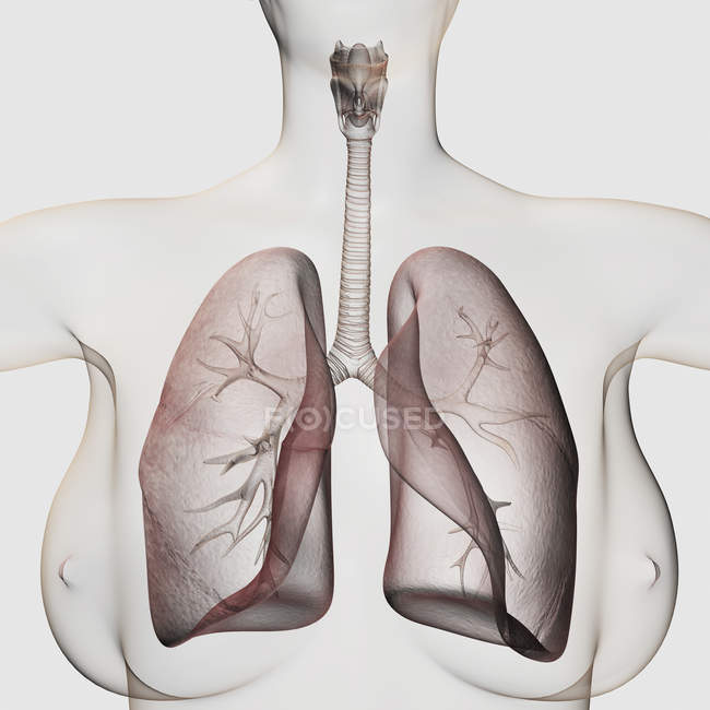 Vista tridimensional del sistema respiratorio femenino - foto de stock