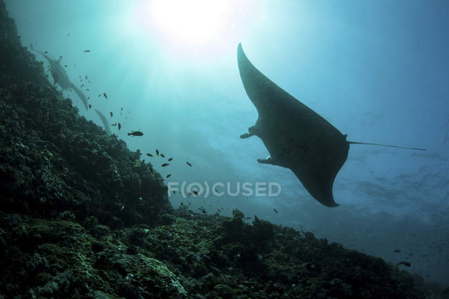 Manta rays swimming over sea bottom — Stock Photo
