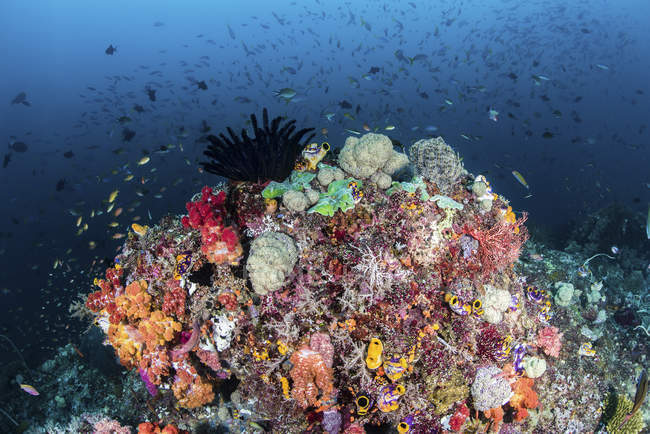 Recifes de corais coloridos e peixes — Fotografia de Stock