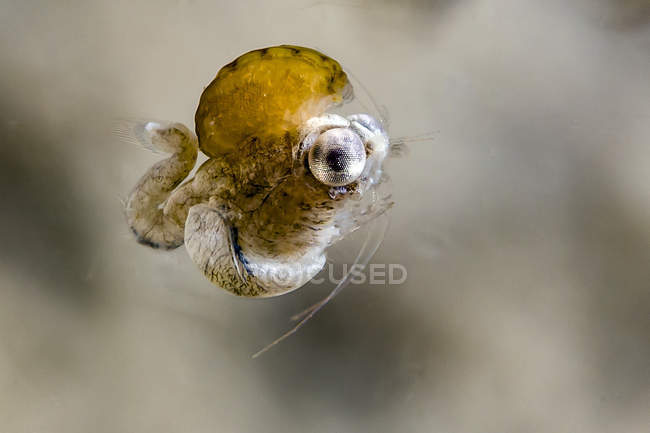 Idiomyse minuscule crevettes — Photo de stock