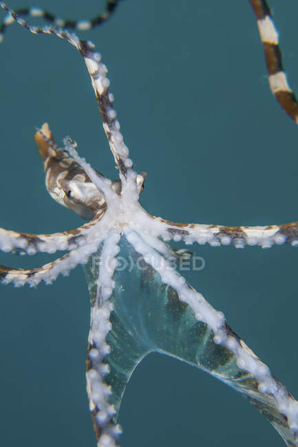 Wonderpus octopus closeup shot — Stock Photo