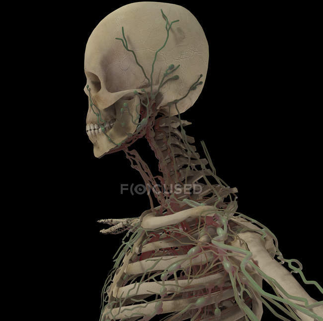 Representación 3D del cráneo humano con sistema linfático sobre fondo negro - foto de stock