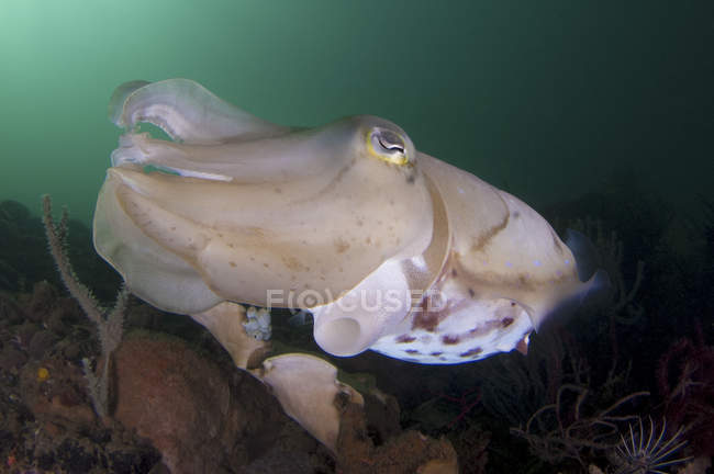 Ширококлювая каракатица на рифе — стоковое фото