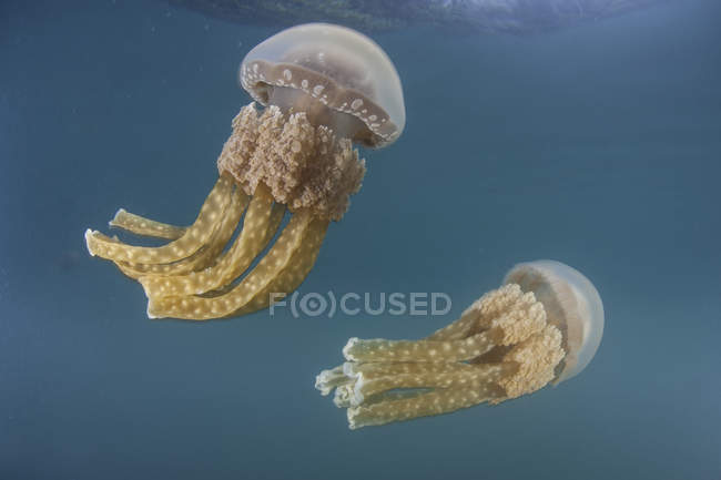 Medusa d'oro vicino alla superficie dell'acqua — Foto stock