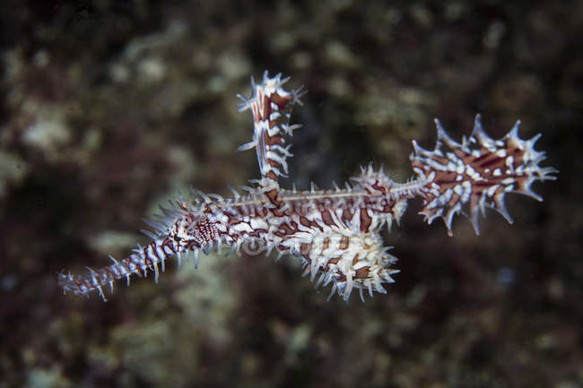 Ghost pipefish hovering above reef — Stock Photo