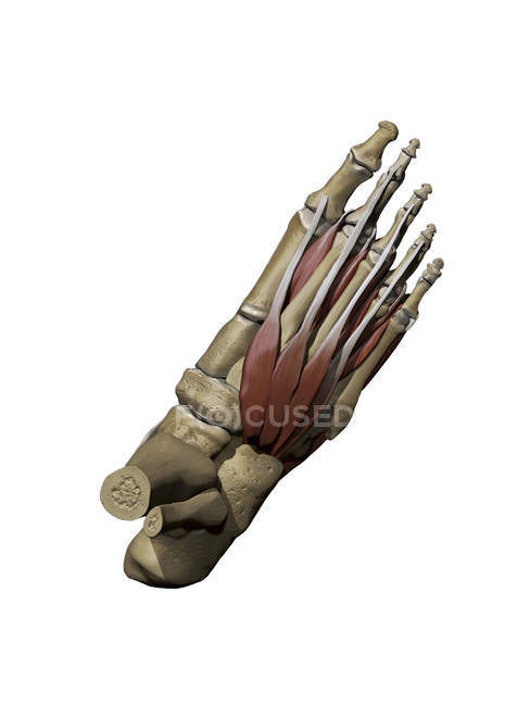 Pied avec muscles intermédiaires dorsaux et structures osseuses — Photo de stock