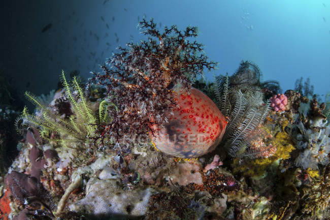Maçã marinha colorida no recife — Fotografia de Stock