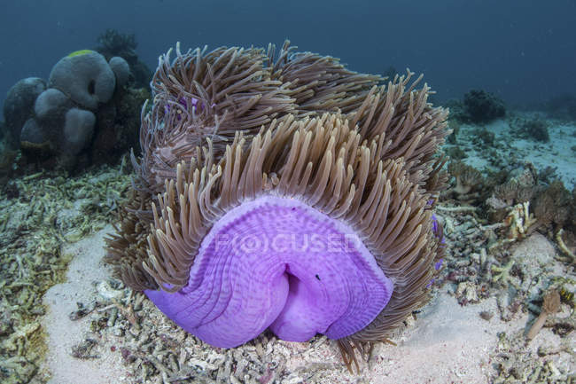 Anémone de mer colorée — Photo de stock