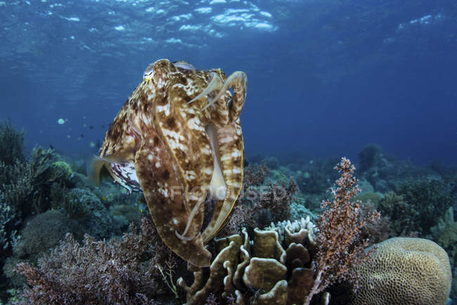 Ширококлювая каракатица висит над коралловым рифом — стоковое фото