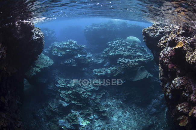 Korallen gedeihen am Riff auf den Salomonen — Stockfoto